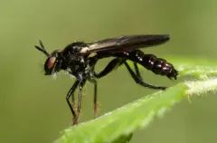 Eudioctria brevis thumbnail 2