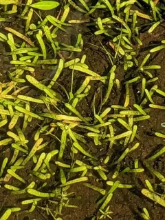 Eastern Lilaeopsis thumbnail 2