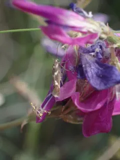 Banded Scythris Moth thumbnail 1