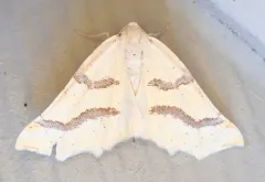 Eriplatymetra coloradaria thumbnail 2