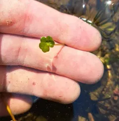 manyflower marshpennywort thumbnail 1