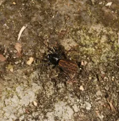 Allocosa funerea thumbnail 4