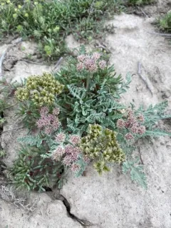 bulbous springparsley thumbnail 3