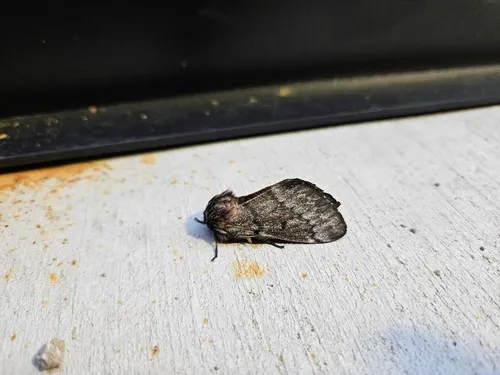 Doris' Pinemoth