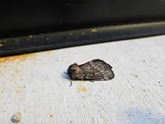 Doris' Pinemoth thumbnail 1