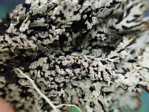 Hypogymnia proteus