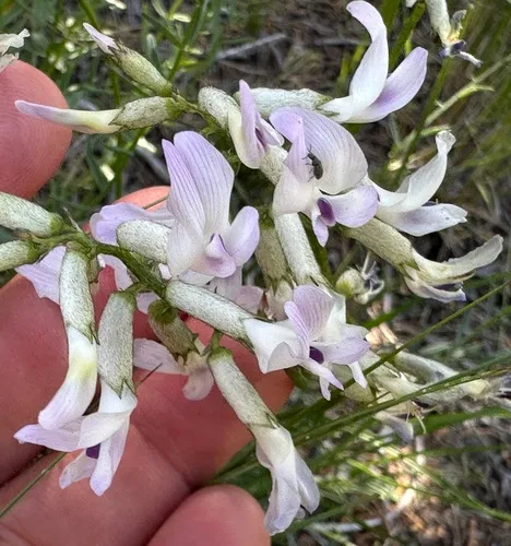 Idaho milkvetch