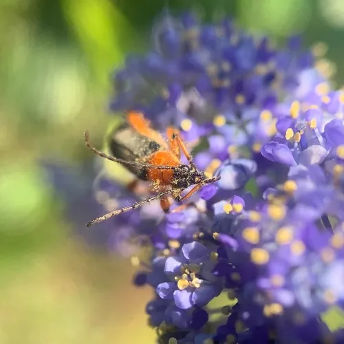Callimus cyanipennis