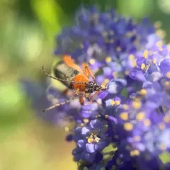 Callimus cyanipennis thumbnail 1