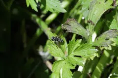 Hairy-winged Falsehorn thumbnail 1
