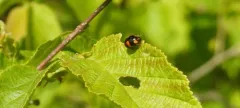 Brachiacantha dentipes thumbnail 4