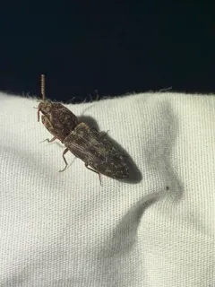 Marbled Click Beetle thumbnail 2