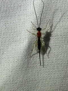 Charmon cruentatus thumbnail 2