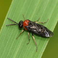 Saddleback Grass-cutter thumbnail 4