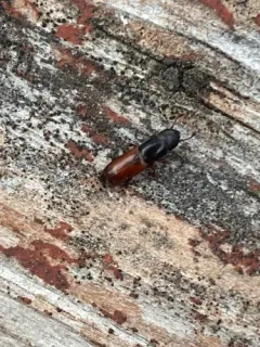 Pityophagus rufipennis thumbnail 3