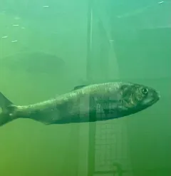 American Shad thumbnail 3