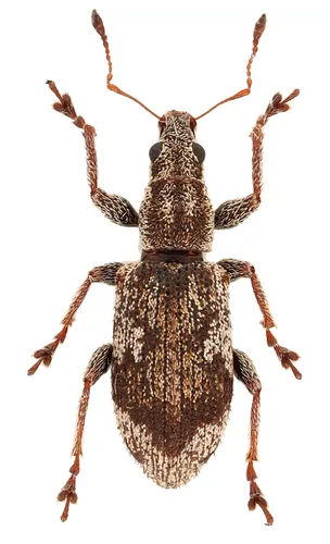 Polydrusus americanus