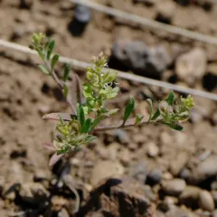 desert madwort thumbnail 3