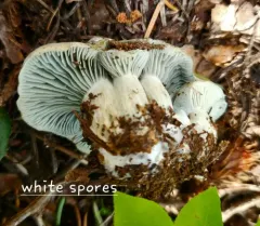 Hygrophorus caeruleus thumbnail 3
