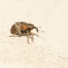 Cambium Curculio thumbnail 2