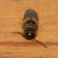 Areolate Click Beetle thumbnail 3