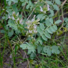 Humboldt River milkvetch thumbnail 4