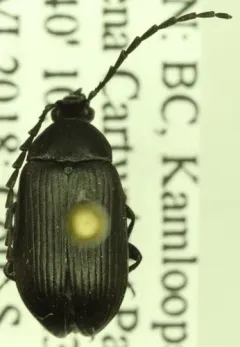 Pseudocistela pinguis thumbnail 1
