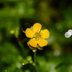 Small Yellow Water-crowfoot thumbnail 1