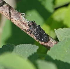 Pacific Flat-Headed Borer thumbnail 3