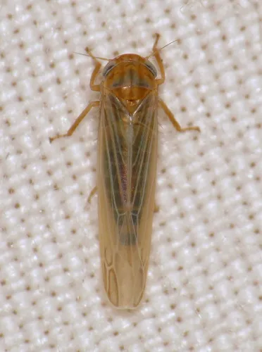 Balclutha abdominalis