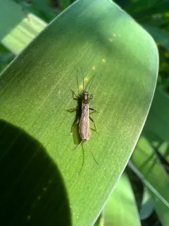 Least Stripetail thumbnail 2