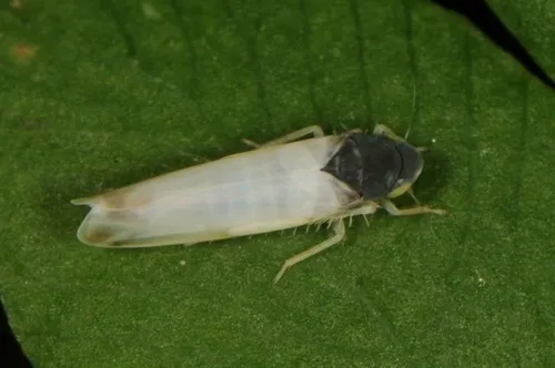 Eupteryx vanduzei