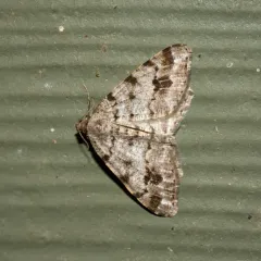 Pale-marked Angle thumbnail 2
