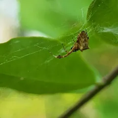 Featherlegged Orbweaver thumbnail 4
