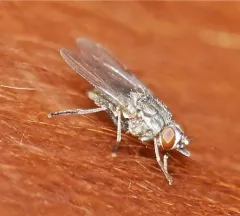 Horn Fly thumbnail 2