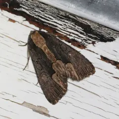 American Bird's-wing thumbnail 3