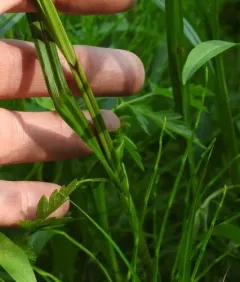 Hairy-fruit Sedge thumbnail 3
