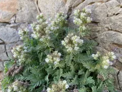 sticky phacelia thumbnail 3