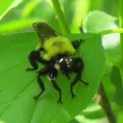 Eastern Yellow-backed Laphria thumbnail 4