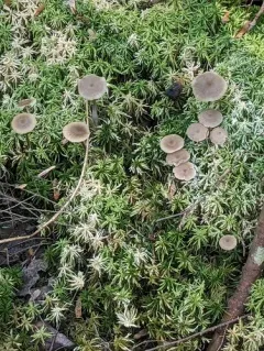 sphagnum greyling thumbnail 2