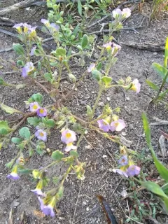 naked-stemmed phacelia thumbnail 2
