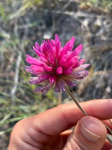 Thompson's clover