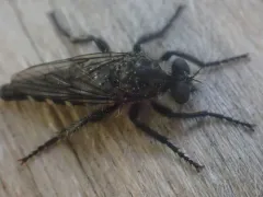 Cyrtopogon montanus thumbnail 1