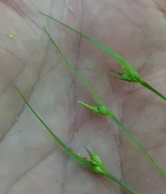 James' Sedge thumbnail 4