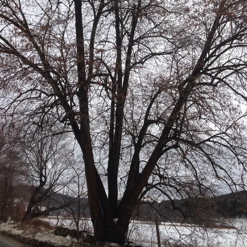 basswood
