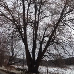 basswood thumbnail 1