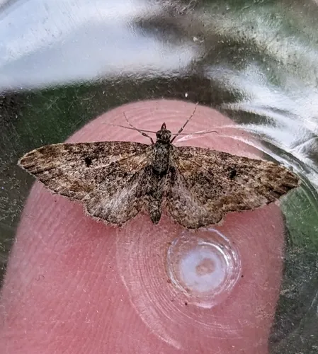 Eupithecia johnstoni