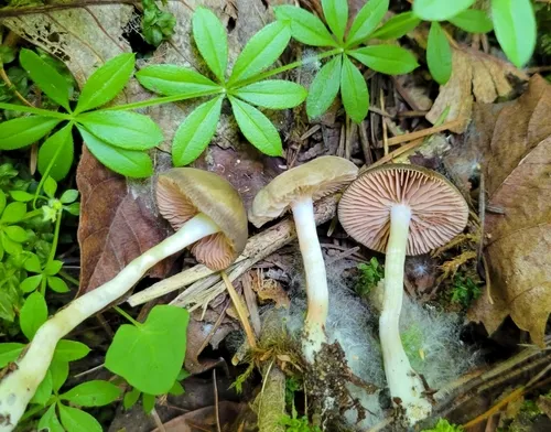 Entoloma abbreviatipes
