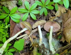 Entoloma abbreviatipes thumbnail 1