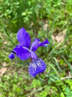 Siberian Iris thumbnail 3